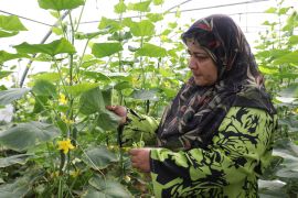 An agricultural worker checks cucumber plants in a newly built greenhouse [Courtesy: Anera]