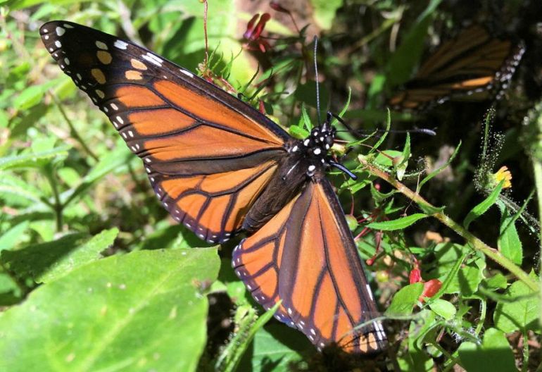 Monarch butterfly