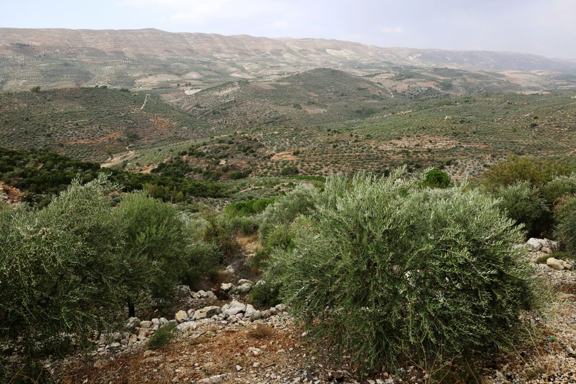 This image shows olive groves near the southern Lebanese town of Hasbaya near the border with Israel.