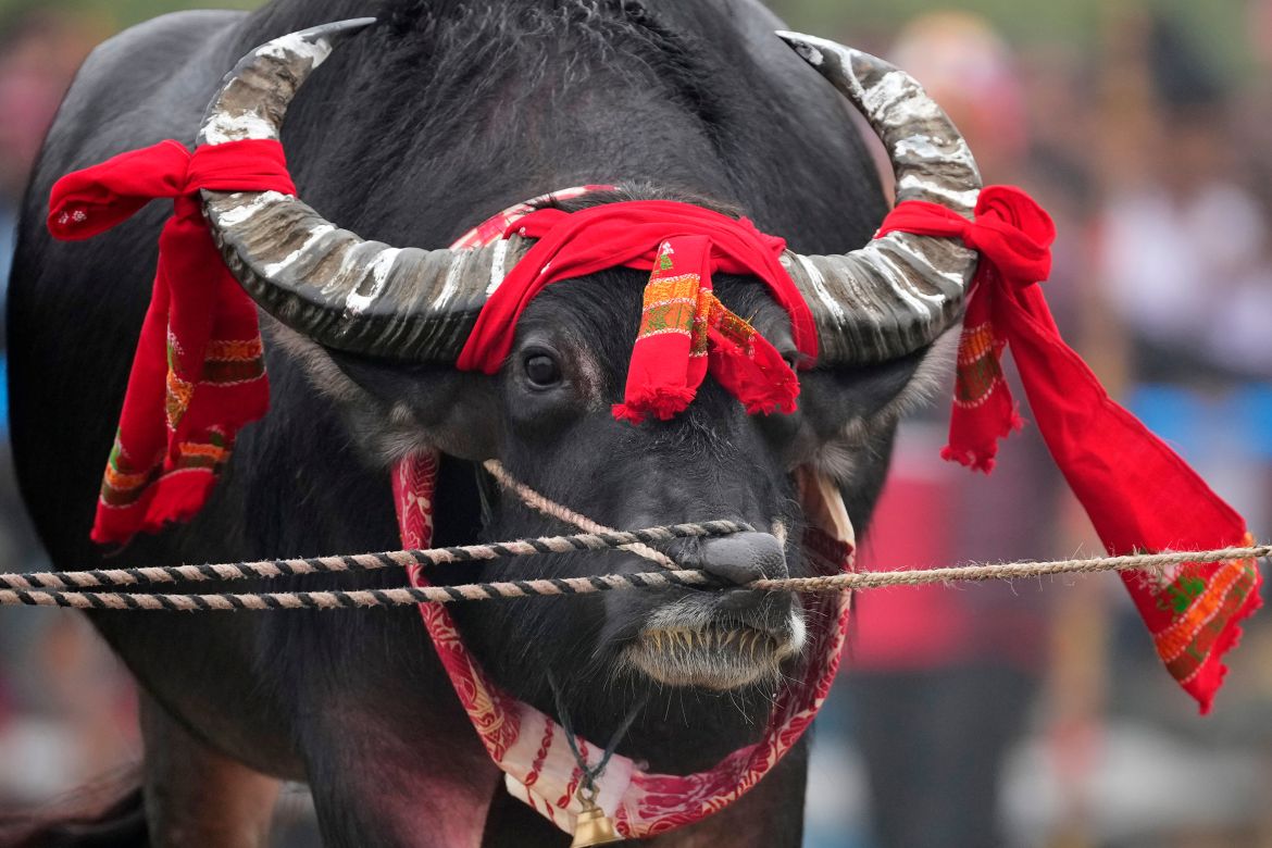 A buffalo is held by ropes passing through its nose as it waits for a buffalo fight