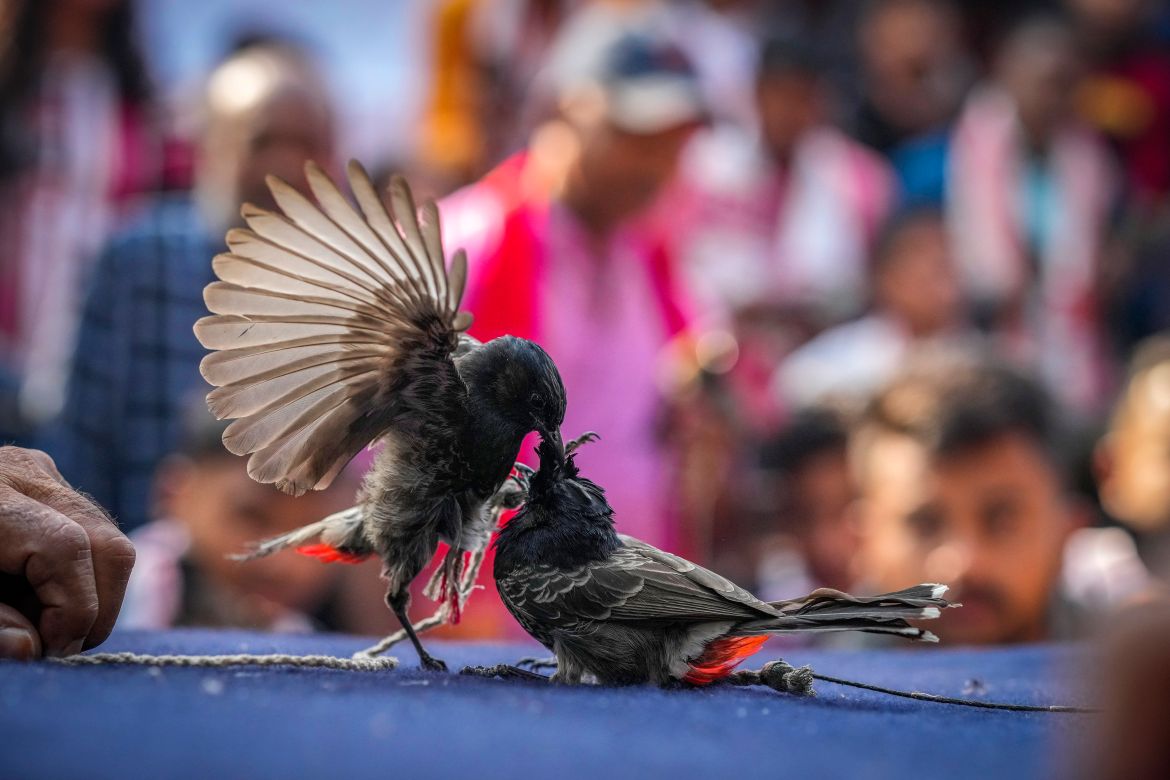Two bulbul birds fight