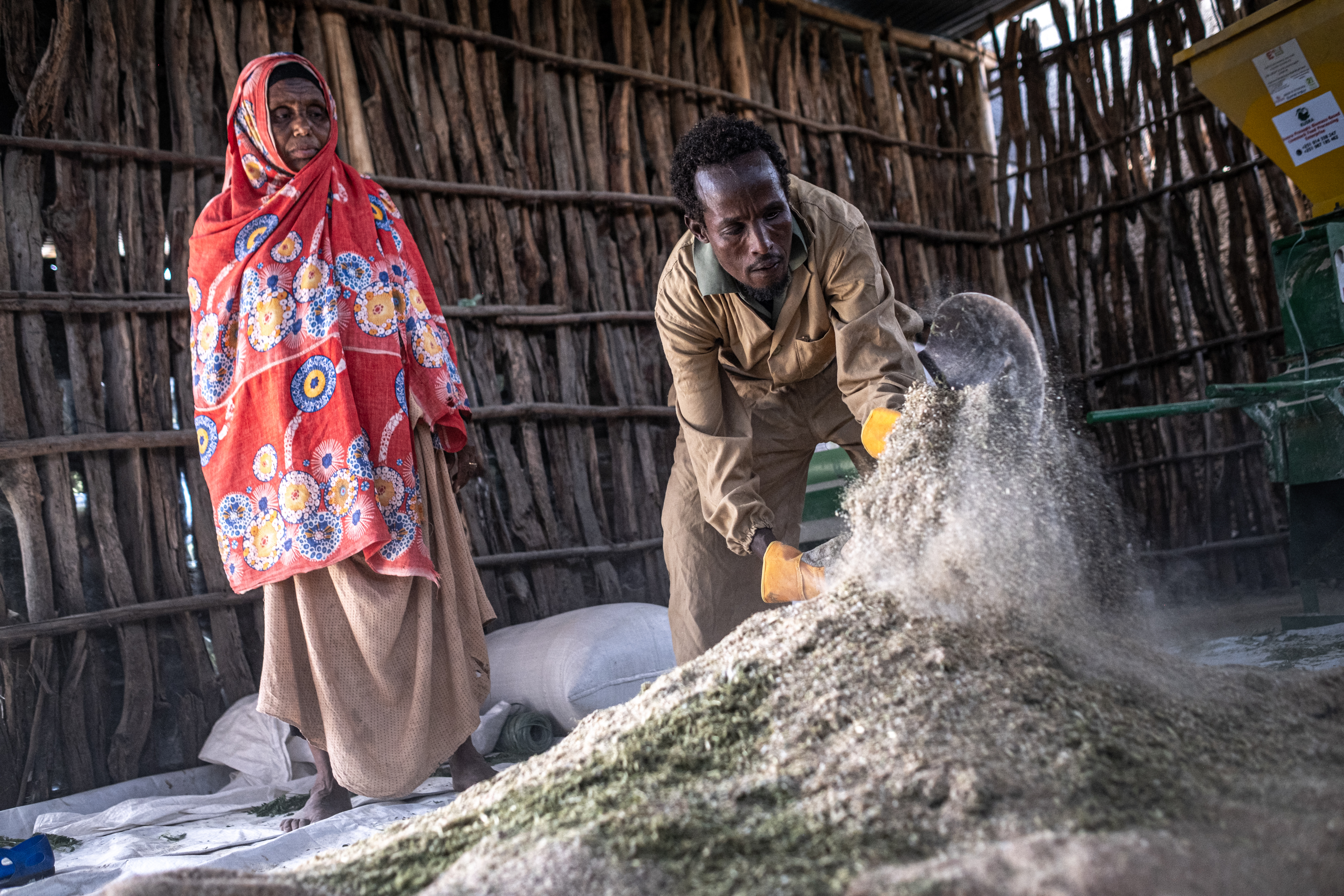 Non-native tree devastates Ethiopia’s ecosystems and threatens livelihoods